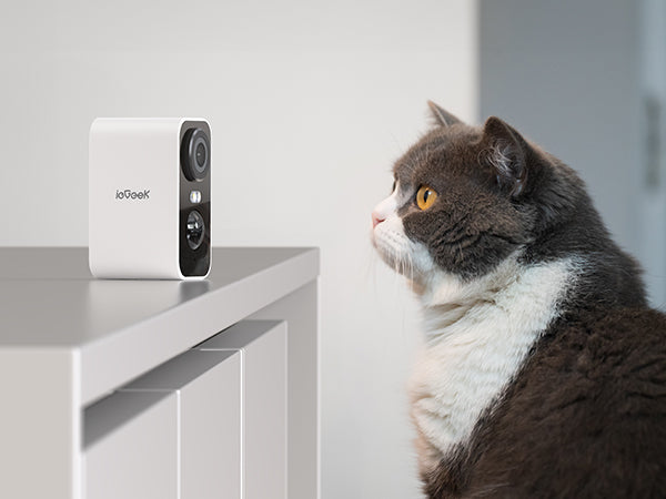 Katzenkamera: So behalten Sie Ihre Katze im Blick, wenn sie allein zu Hause ist