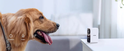Hund bellt, wenn er alleine ist: Was können Halter tun?